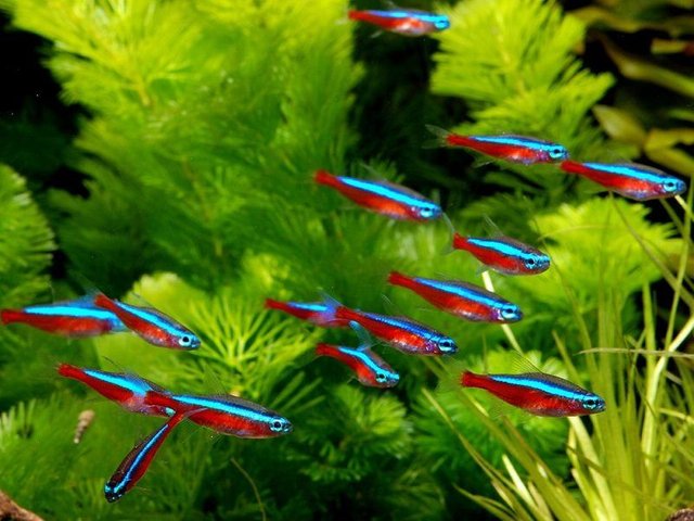 cardumen-de-pez-cardenal-tetra-cardenal-800x600.jpg