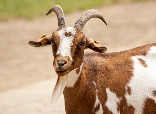 goat-5535783_1280.jpg