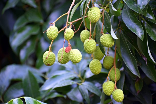 litchi-4284920_1280.jpg