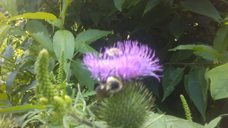 bees-on-milk-thistle-sm.png
