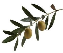 olive branch.jpg