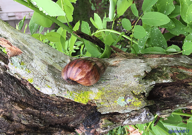 Caracol-africano-4.png