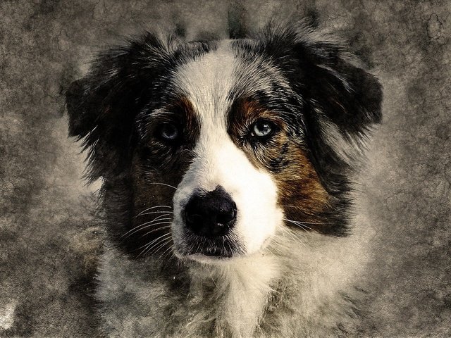 dog-2481850_1280.jpg
