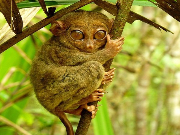 xtarsier-bohol.jpg.pagespeed.ic.EsWdeKMhzy.jpg