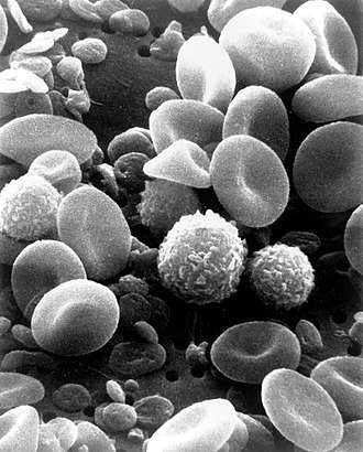 330px-SEM_blood_cells.jpg