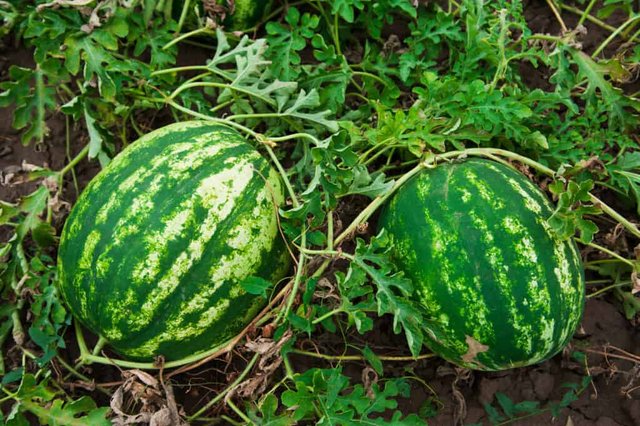 Watermelons-in-field-1-1024x682.jpg