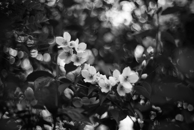 jasmin flowers bokeh bw 3.jpg