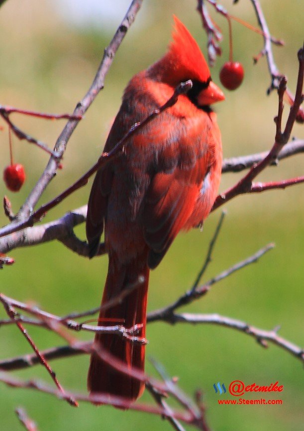 Northern Cardinal PFW21-0067.JPG