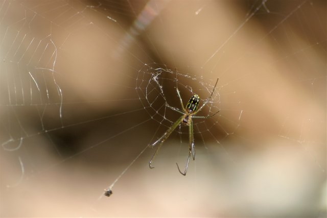 spider 1.jpg