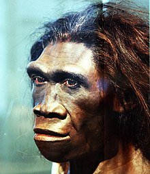 Homo.erectus.adult.female.smithsonian.timevanson.flickr.jpg