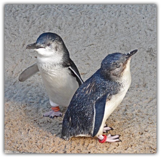 F2 more penguins.jpg