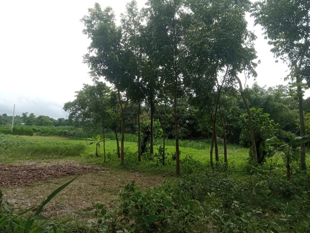 গ্রাম (3).jpg