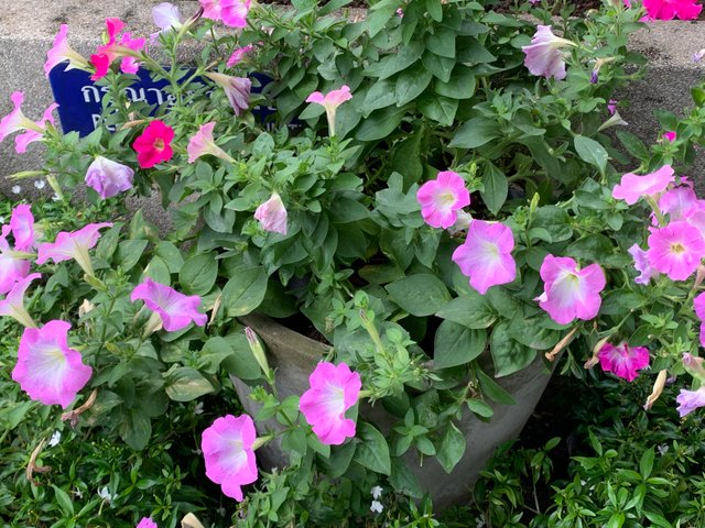 garden8.jpg
