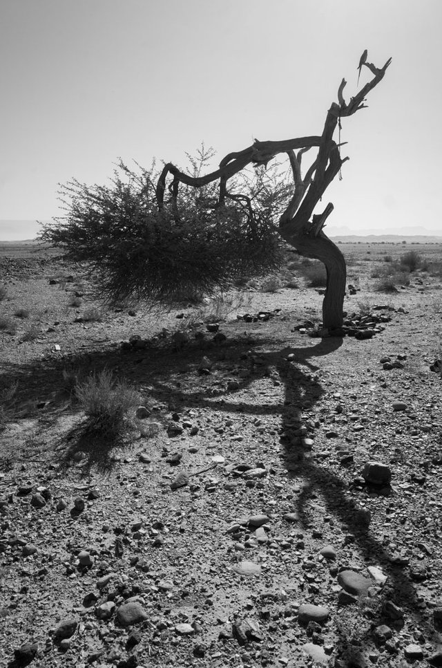 Desert_tree_2021_by_Victor_Bezrukov-1.jpg