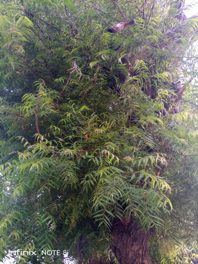 IMG_20250710_185545_529.jpg