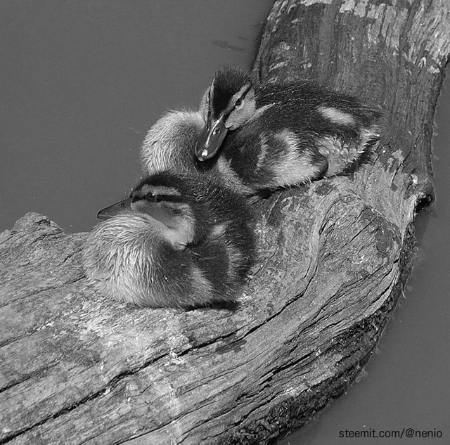 ducklings-bw.jpg