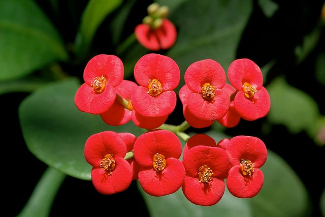 1200px-Euphorbia_Milii_flowers.jpg
