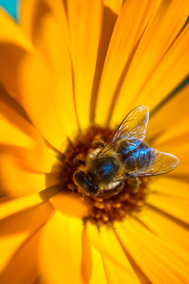 18-07-2018-marigold-dronefly-00466.jpg