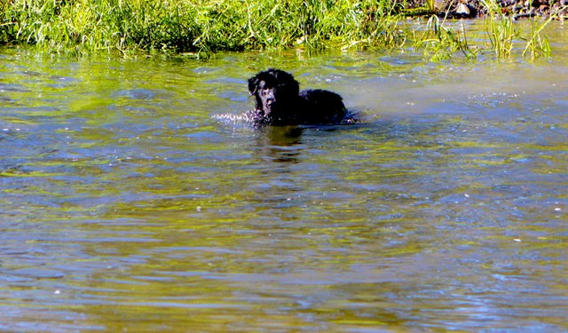 blackdogwater.jpg