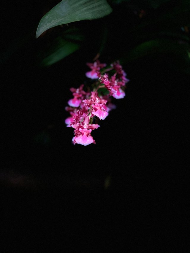 4D1035C3-F6A0-4780-A750-314545B32809.jpeg