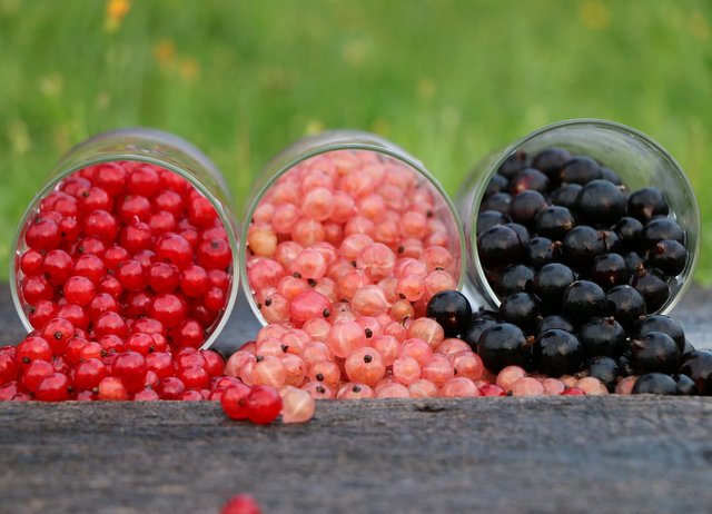 currant-1560383_1280.jpg