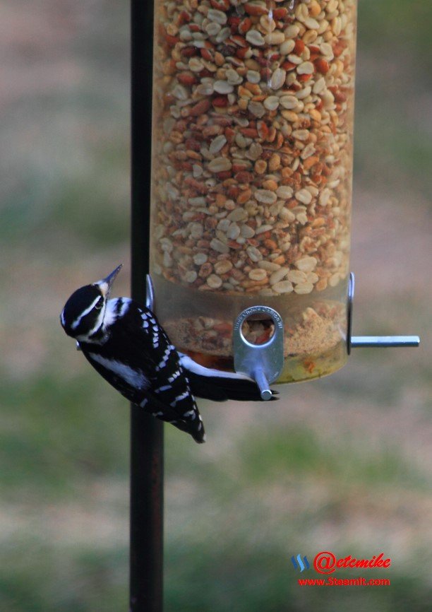 Hairy Woodpecker PFW0298.JPG