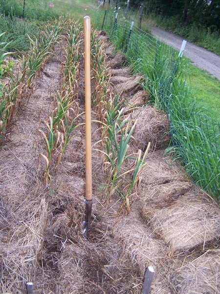 Digging garlic - mulch moved crop July 2019.jpg
