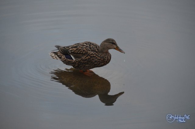 duck6.jpg