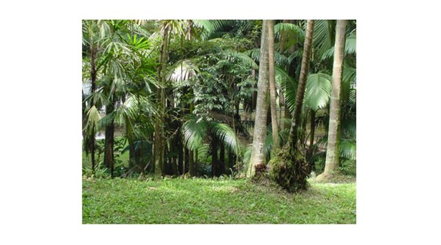 palm-grove.2.jpg