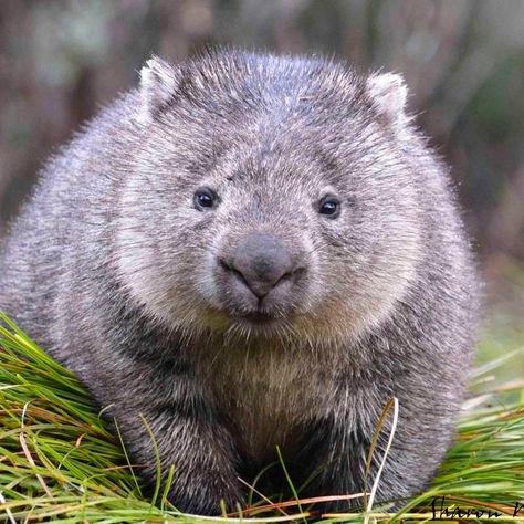 e83cf3485321a12c52753bd106f69ef4--common-wombat-tasmania.jpg