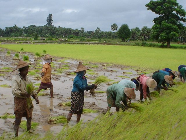 Rijstvelden_Myanmar_2006-1024x768.jpg