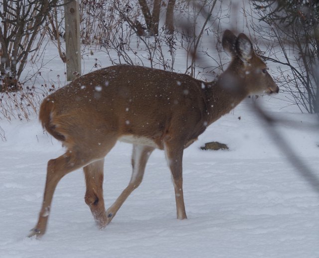 animal Sunday deer 2.jpg