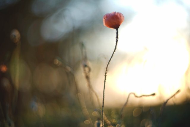 poppy sunset bokeh 1.jpg