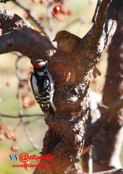 Downy Woodpecker PFW04.jpg