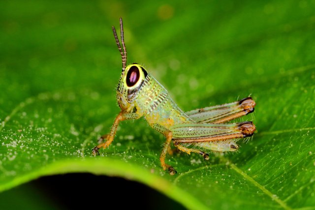 Grasshopper (2).jpg