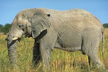 african-elephant-1-1408.jpg