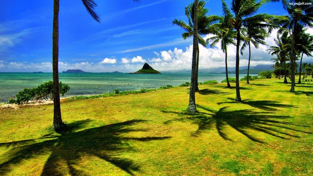 hawaje-ocean-wyspa-palmy.jpeg