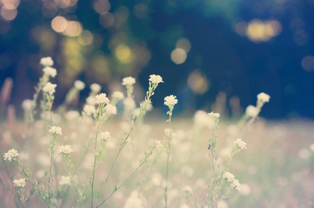 white-flowers.jpg