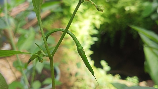 IMG20250430135016.jpg