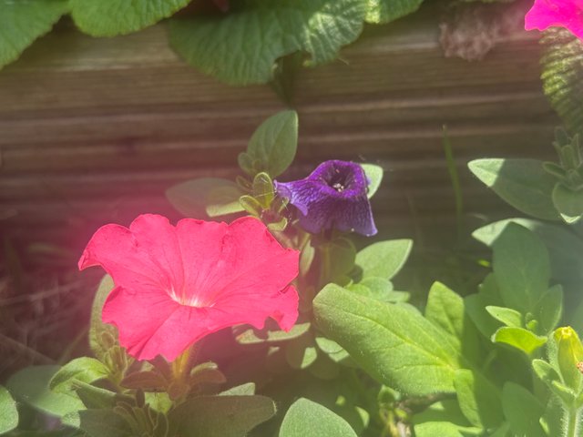 IMG_8015.jpeg