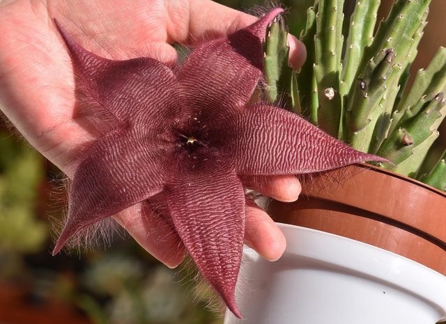 Stapelia Grandiflora 6.jpg