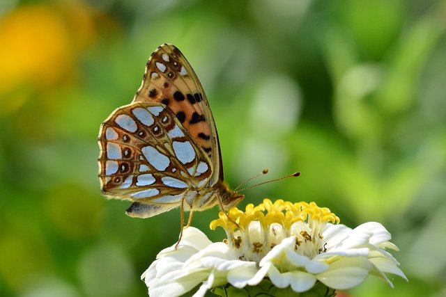 butterfly-8175198_1280.jpg
