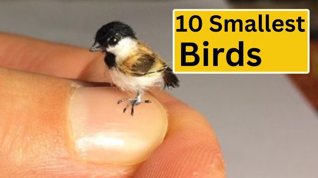 10 Smallest Birds.jpg