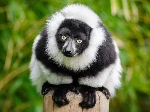 lemur-1383616__480~3.jpg