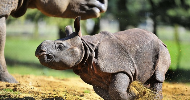 baby Javan Rhino.png