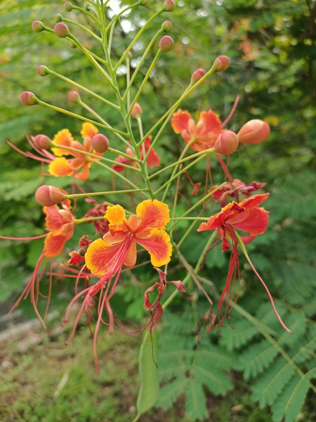 3 Caesalpinia pulcherrima 1.jpg