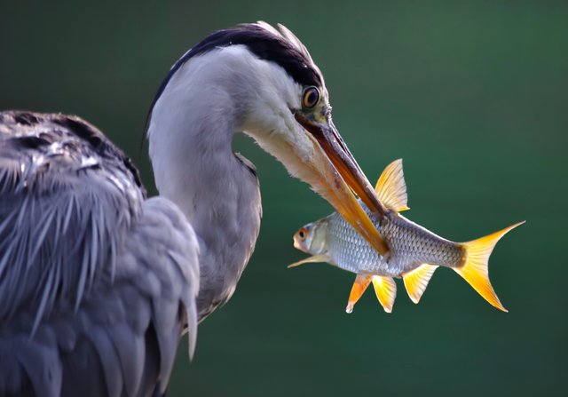 heron-4353038.jpg