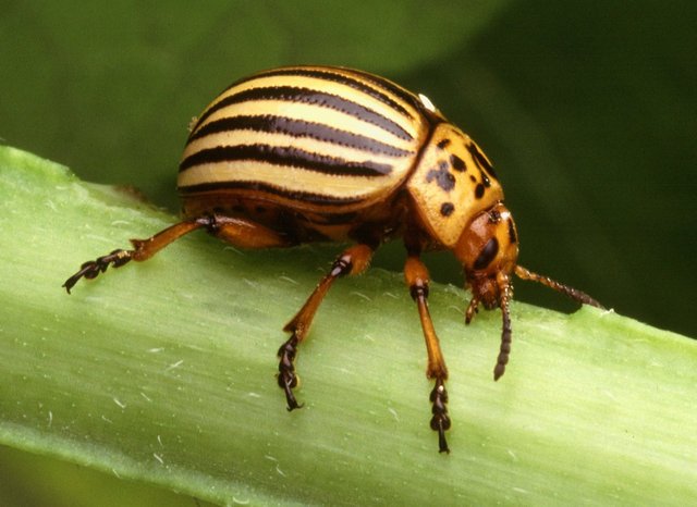 colorado-potato-beetle.jpg