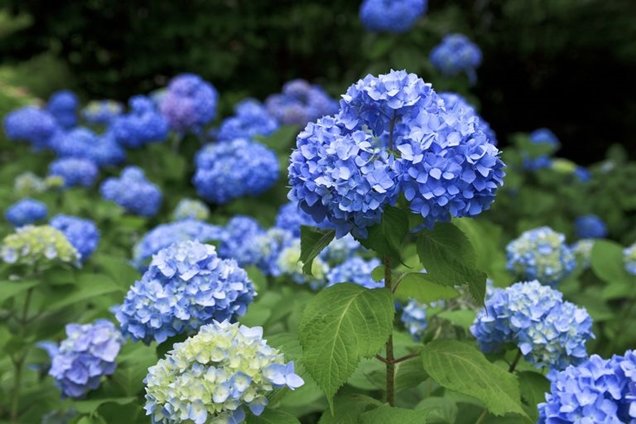 Hortensia-1.jpg