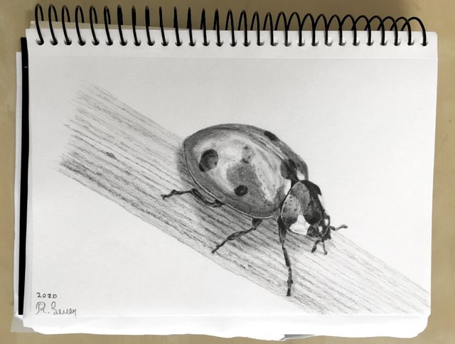 ladybug-pencil-drawing.jpg